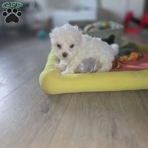 Nova, Maltese Puppy