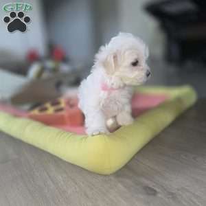 Nova, Maltese Puppy