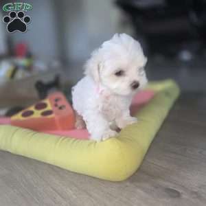 Nova, Maltese Puppy