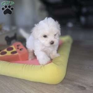 Nova, Maltese Puppy