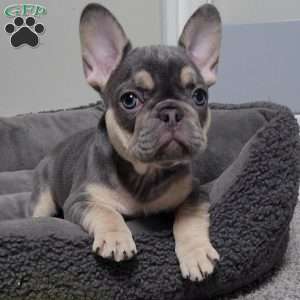 Big Mama, French Bulldog Puppy
