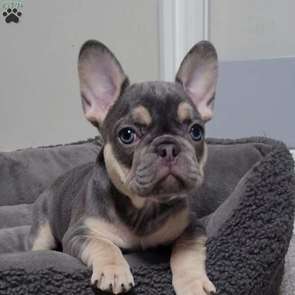 Big Mama, French Bulldog Puppy