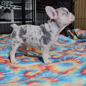 Tonka, French Bulldog Puppy