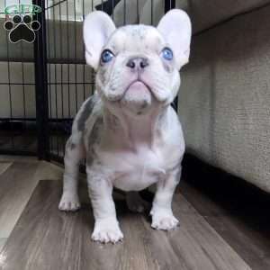 Tonka, French Bulldog Puppy