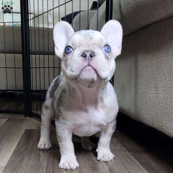 Tonka, French Bulldog Puppy