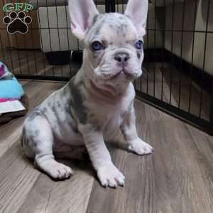 Tonka, French Bulldog Puppy