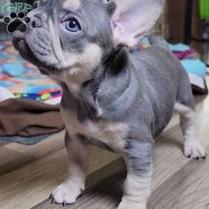 Big Mama, French Bulldog Puppy