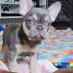 Big Mama, French Bulldog Puppy