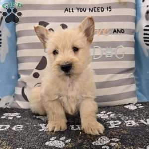 Victor, Scottish Terrier Puppy