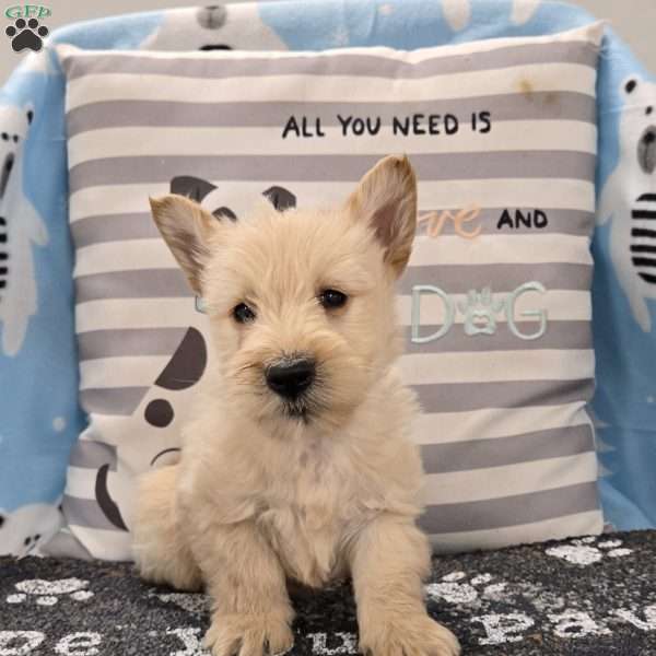 Victor, Scottish Terrier Puppy