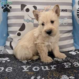 Victor, Scottish Terrier Puppy