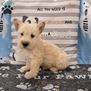 Victor, Scottish Terrier Puppy