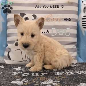 Victor, Scottish Terrier Puppy