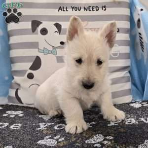 Vincent, Scottish Terrier Puppy