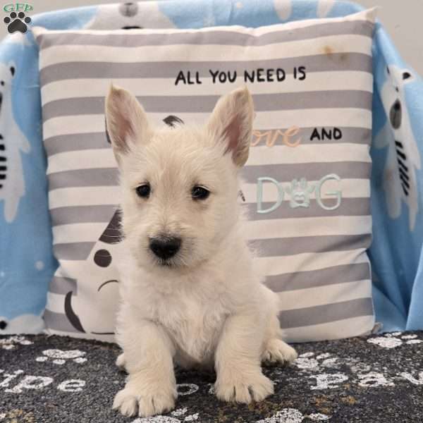 Vincent, Scottish Terrier Puppy