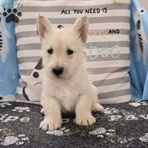 Vincent, Scottish Terrier Puppy