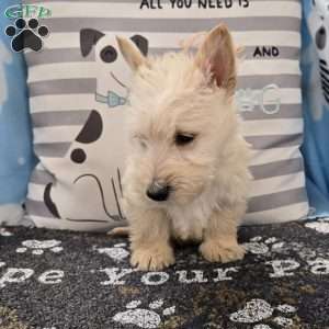 Van, Scottish Terrier Puppy