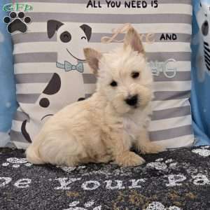 Van, Scottish Terrier Puppy