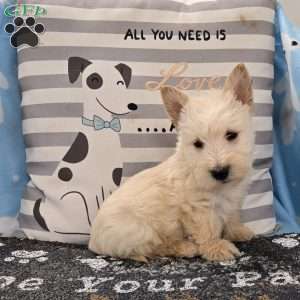 Van, Scottish Terrier Puppy