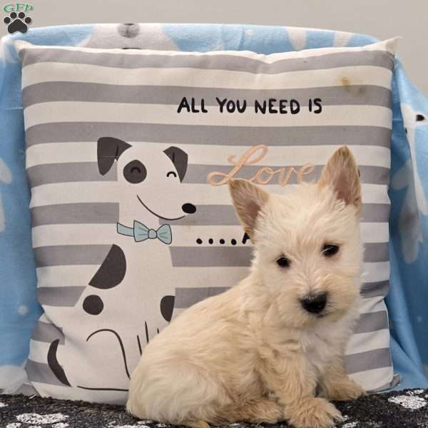Van, Scottish Terrier Puppy
