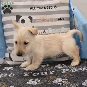 Vernon, Scottish Terrier Puppy