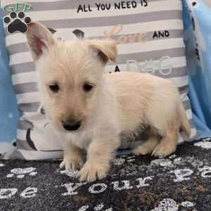 Vernon, Scottish Terrier Puppy