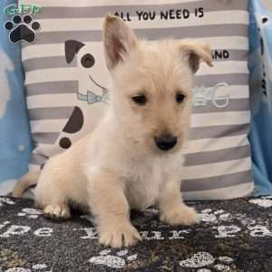 Vernon, Scottish Terrier Puppy