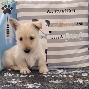 Vernon, Scottish Terrier Puppy