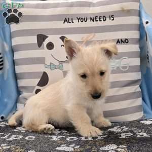 Vernon, Scottish Terrier Puppy