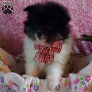 Dollie, Pomeranian Puppy