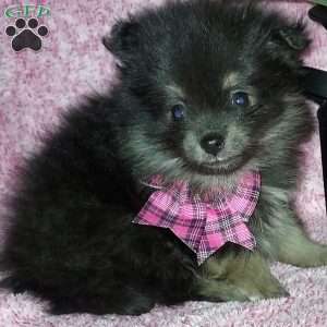 Bitsy, Pomeranian Puppy