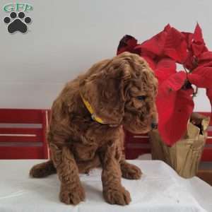 Ricky, Miniature Poodle Puppy