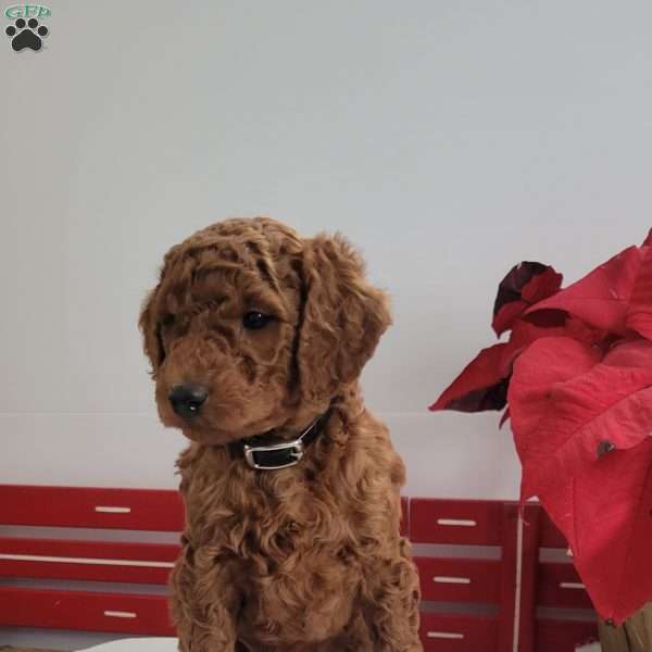 Reggie, Miniature Poodle Puppy