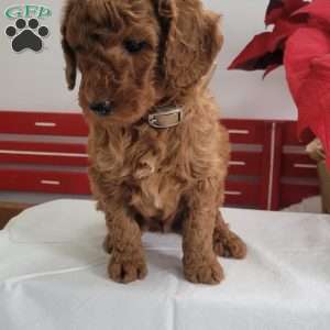 Rusty, Miniature Poodle Puppy