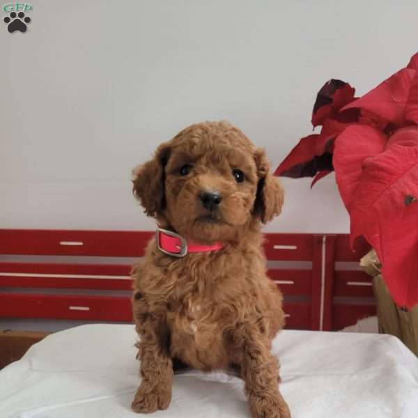 Ruby, Miniature Poodle Puppy