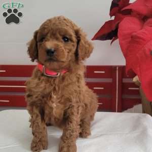 Ruby, Miniature Poodle Puppy