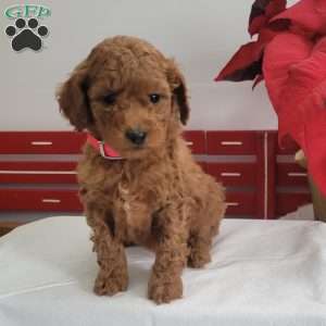 Ruby, Miniature Poodle Puppy