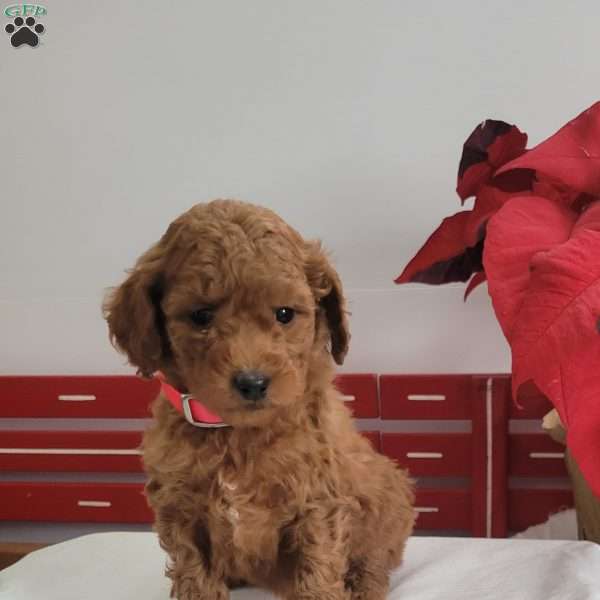 Ruby, Miniature Poodle Puppy
