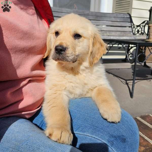 Churchill, Golden Retriever Puppy