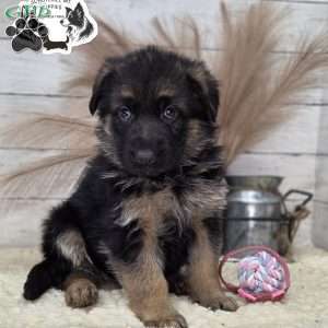 Skye, German Shepherd Puppy