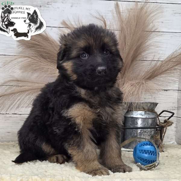 Tracker, German Shepherd Puppy