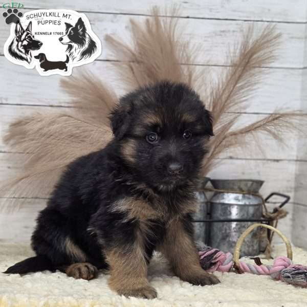 Everest, German Shepherd Puppy