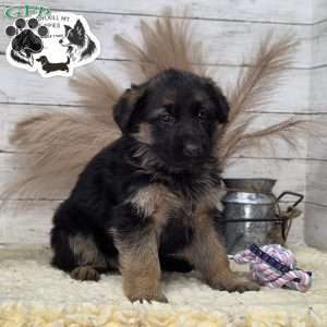 Sweetie, German Shepherd Puppy