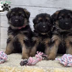 Sweetie, German Shepherd Puppy