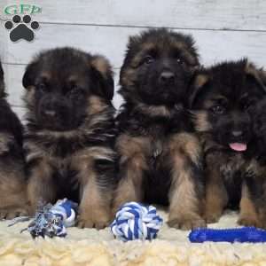 Sweetie, German Shepherd Puppy