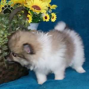 Spot, Pomeranian Puppy