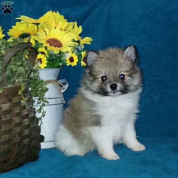Spot, Pomeranian Puppy