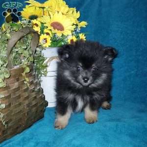 Little Biddy, Pomeranian Puppy