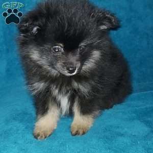 Little Biddy, Pomeranian Puppy