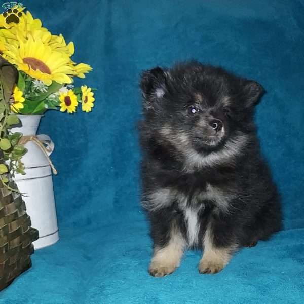 Little Biddy, Pomeranian Puppy